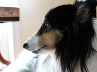 abbey-lookingout-copyright-allison-stevens-aasarts