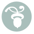 acorn
